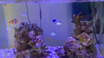WADAとちっちゃい海